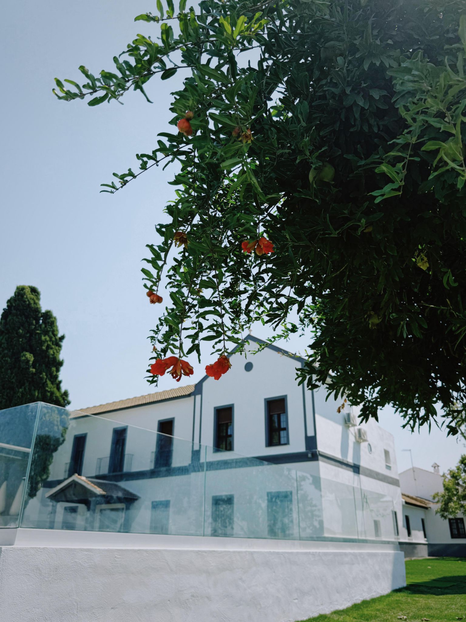 Jardín con granado en flor en Hacienda Entre Olivos